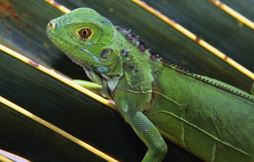 Baby Green Iguana Reptile Wallpaper Free HD Downloads
