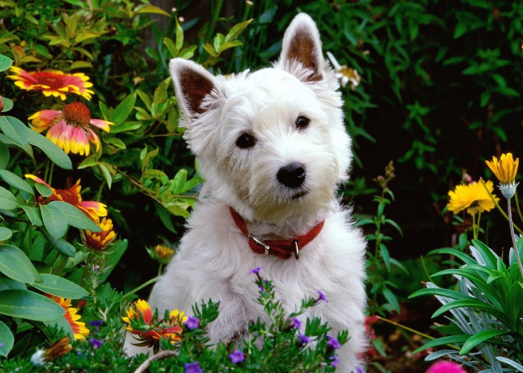 West Highland Terrier Wallpaper-Free HD Puppy Downloads