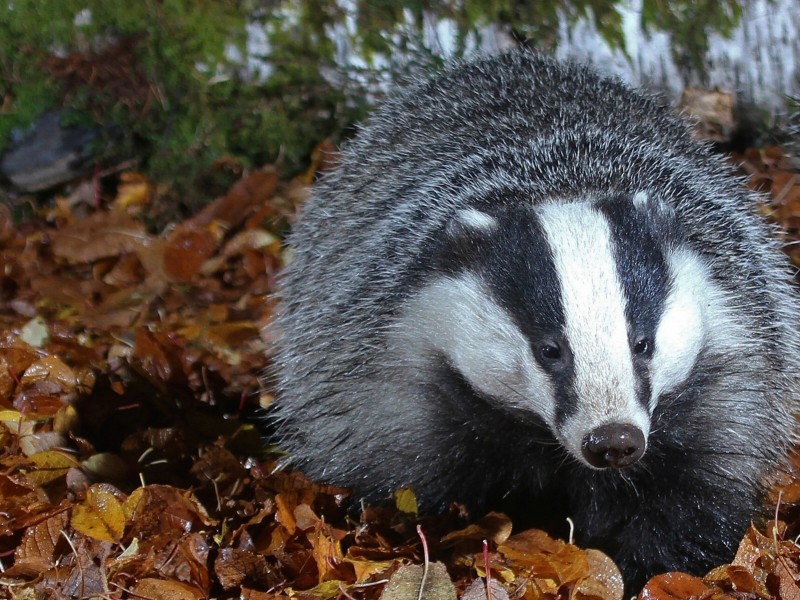 Image result for European badger
