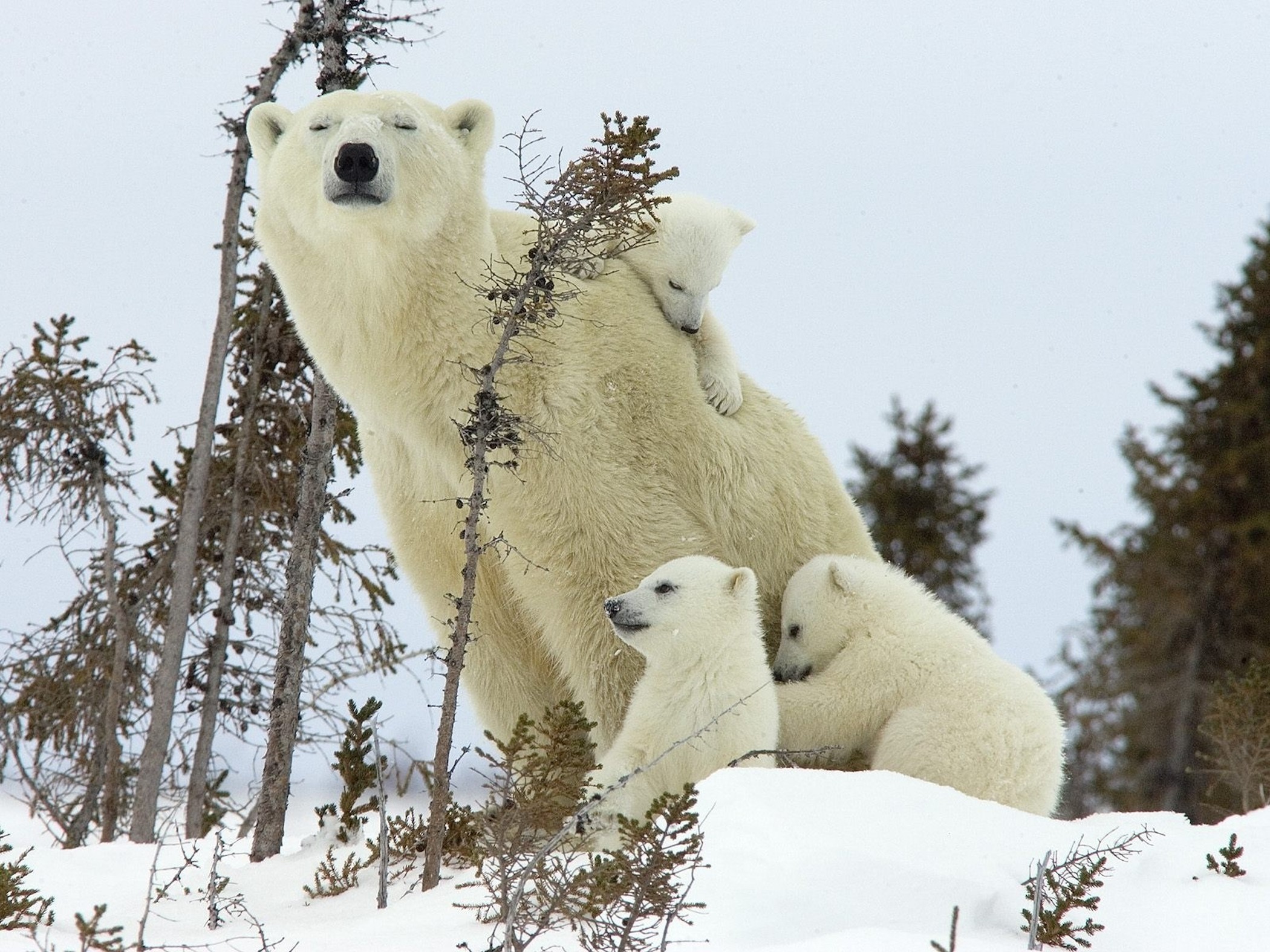 Polar Bear MotherCubsWapusk National Park Wallpaper