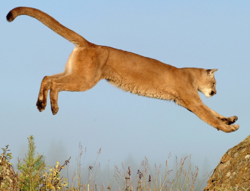 Leaping Cougar Wallpaper | Free HD Big Cat Backgrounds