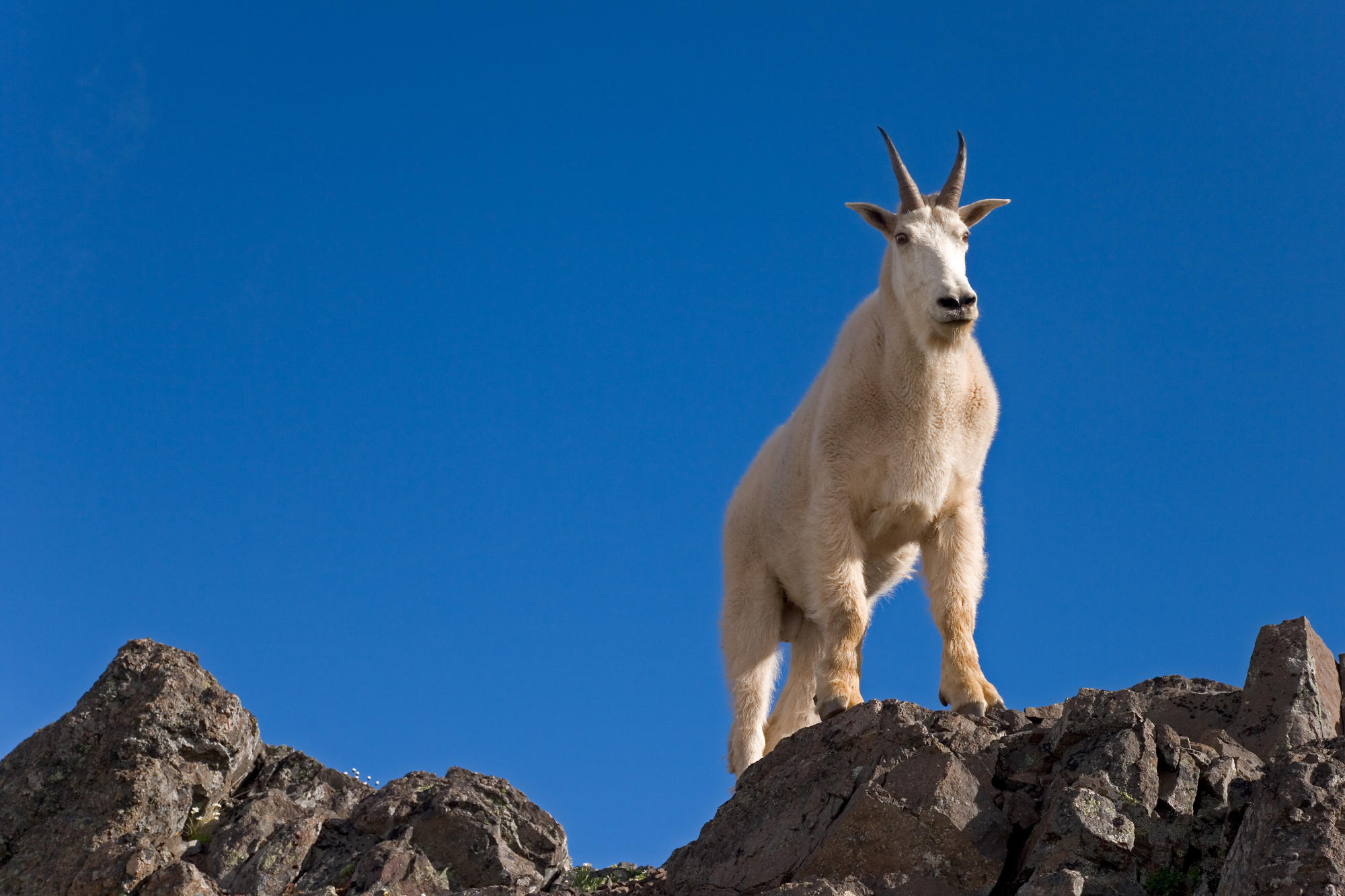 Mountain Goat, Klahhane Ridge, Olympic National Park | WallpaperGeeks.com