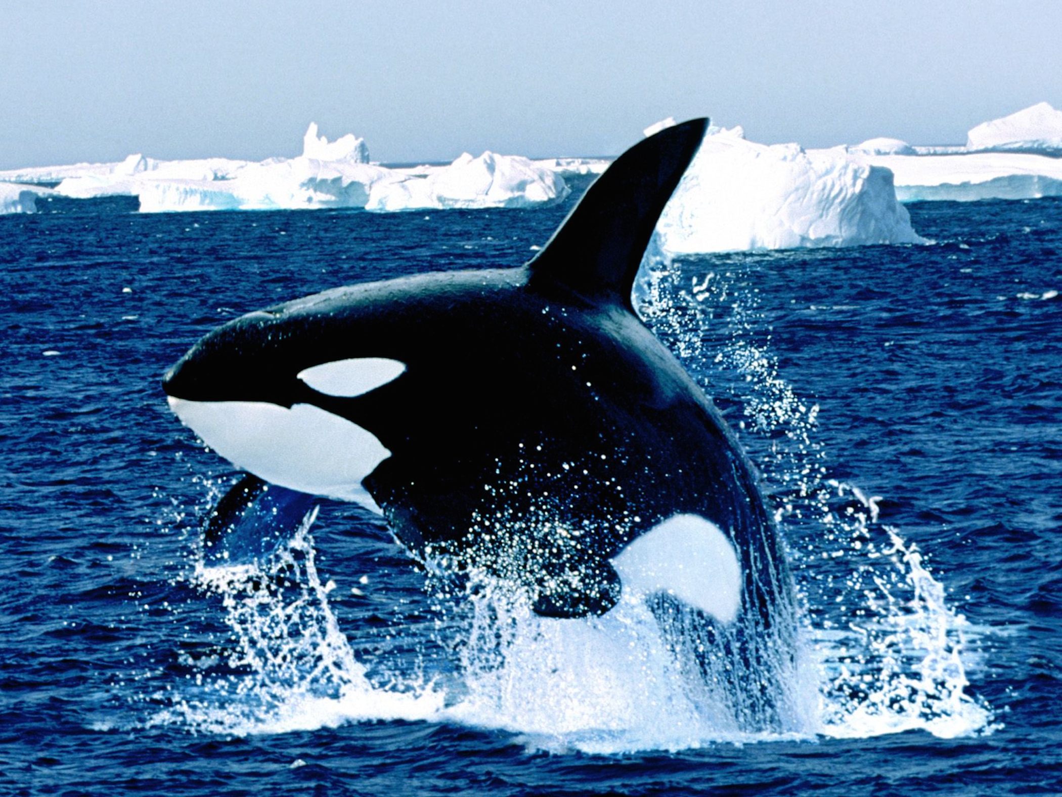 Emerging Killer Whale Wallpaper - Free Whale Downloads