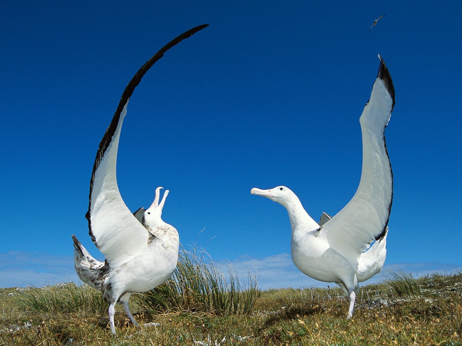 Gibson's Wandering Albatross, New Zealand | WallpaperGeeks.com