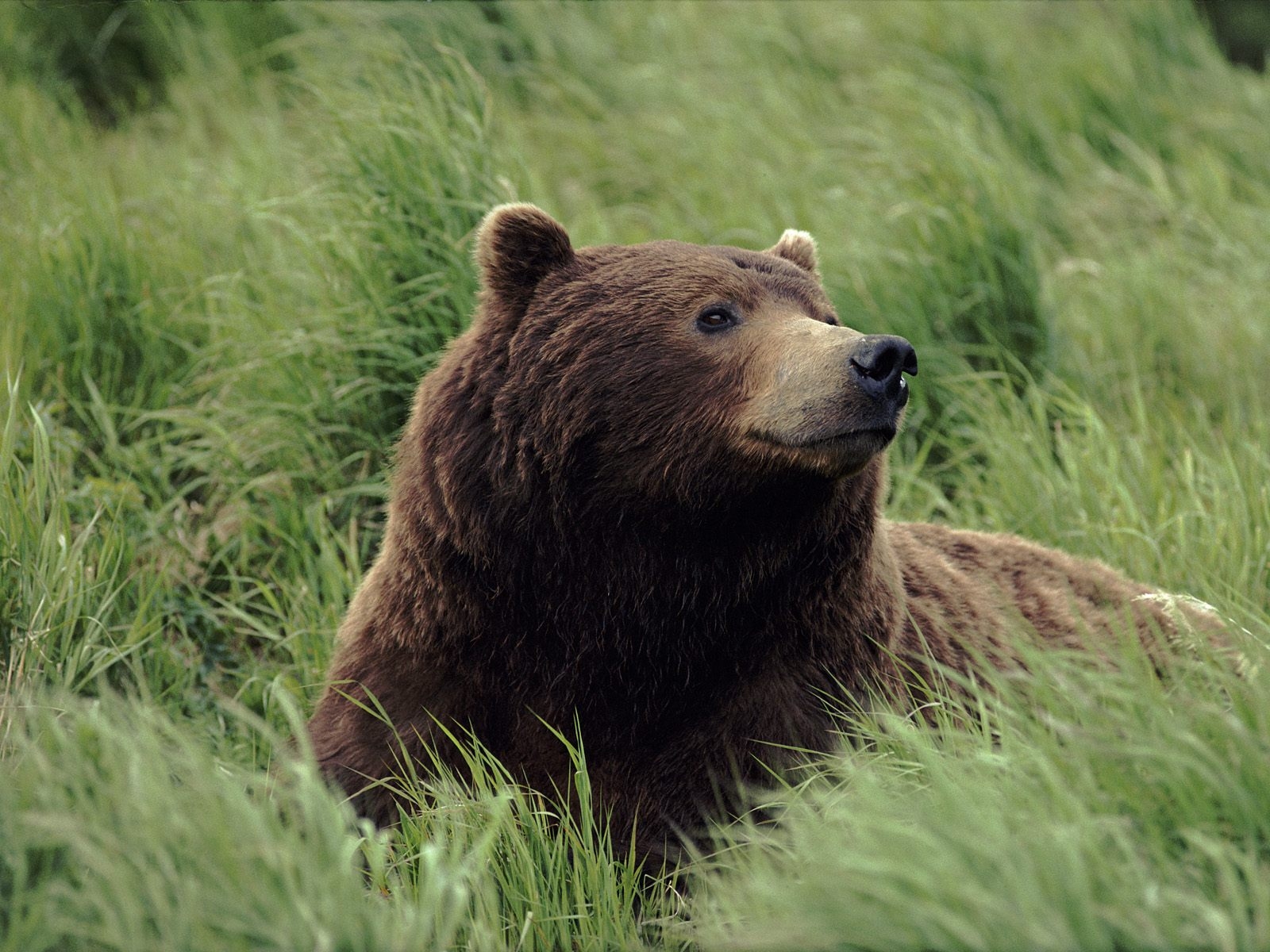 Glacier Park grizzly shooter case dismissed | The 