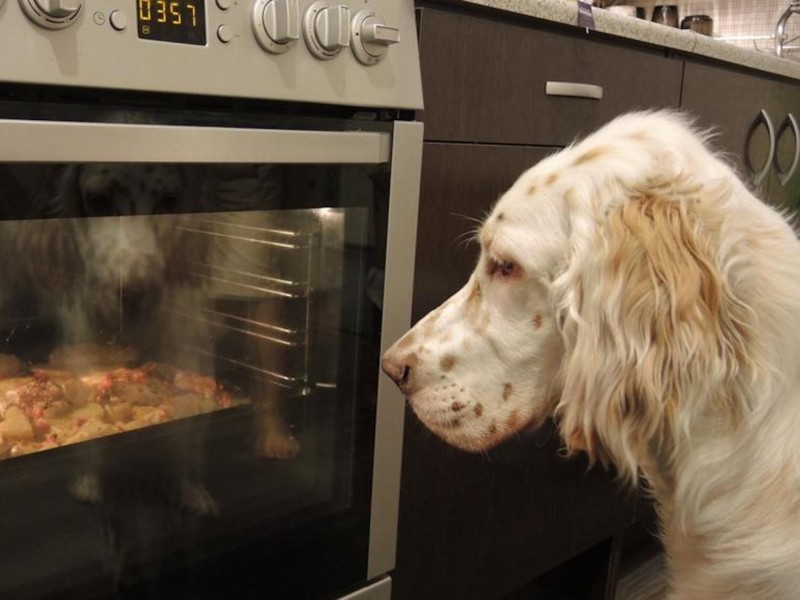 Image result for dog looking at an oven
