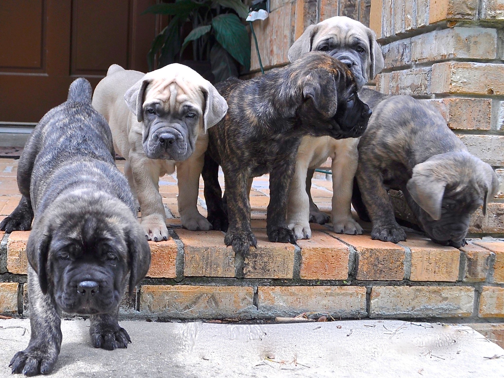 Discover The Beauty Of Cane Corso Puppies - ehx2ixg