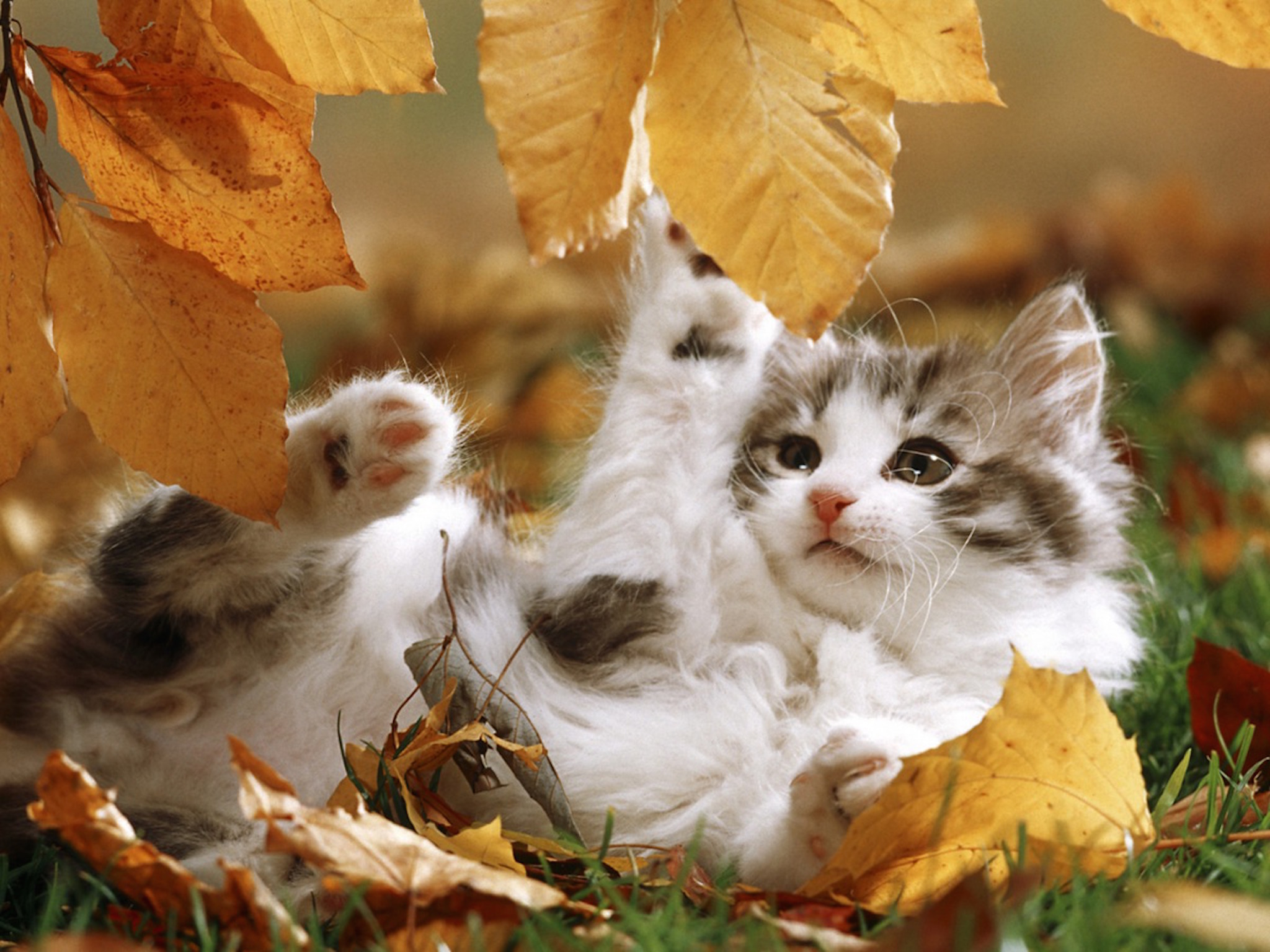 Autumn Kitten Playing Wallpaper | Free Hd Cat Images