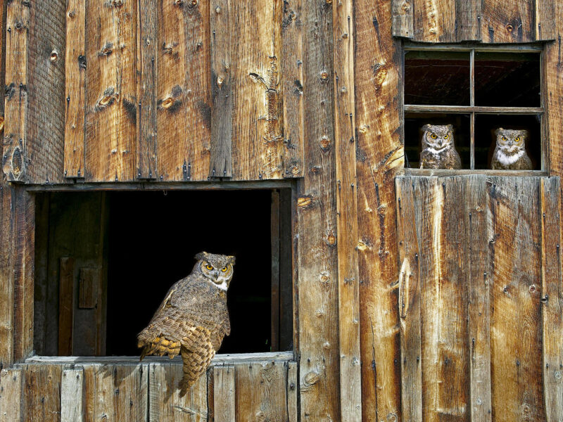 Eagle Owls Lookout Wallpaper