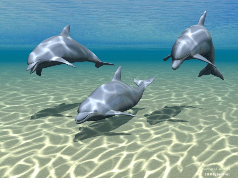 3D Dolphin Wallpaper