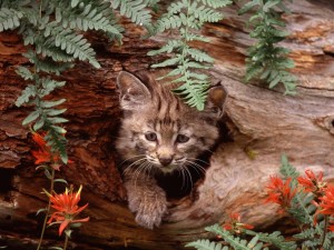 Bobcat Kitten Hiding Wallpaper