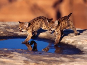 Cougar Cubs Wallpaper