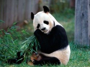 Snack Time, Panda Bear