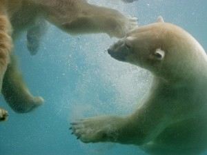 Swimming Polar Bears, Point Defiance, Washington