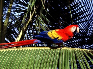 Tropical Perch, Scarlet Macaw