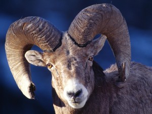 Desert Bighorn Sheep Wallpaper