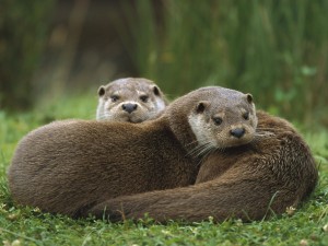 European Otter Wallpaper