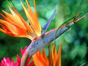 Hawaiian Bird Of Paradise Wallpaper