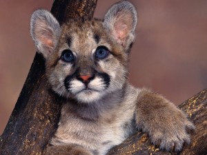 Baby Blue Eyes Cougar Wallpaper