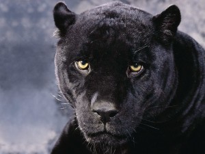 Black Panther Cougar Wallpaper