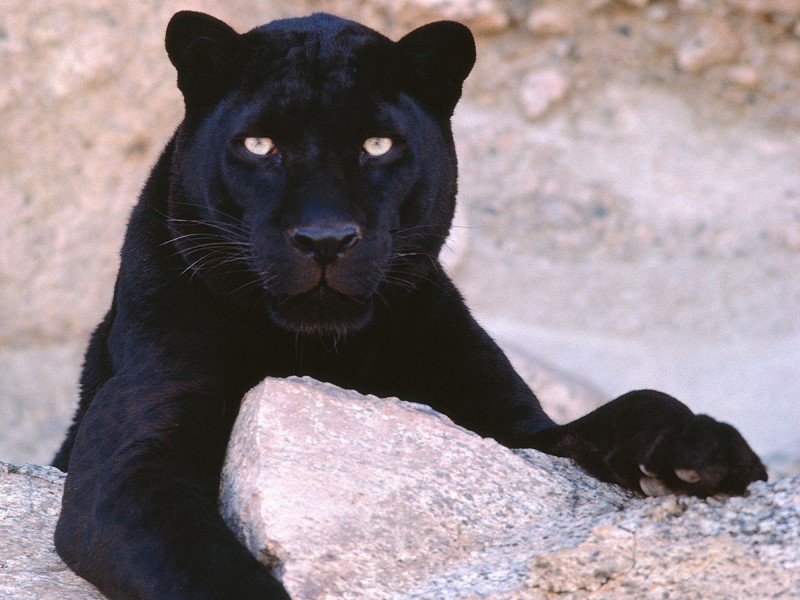Black Panther-Leopard Wallpaper
