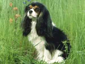 Cavalier King Charles Spaniel Wallpaper