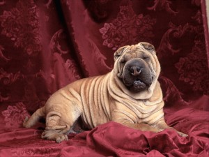 Chinese Shar Pei Wallpaper