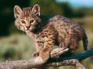 Cute Baby Bobcat Wallpaper