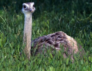 Cute Baby Ostrich Wallpaper