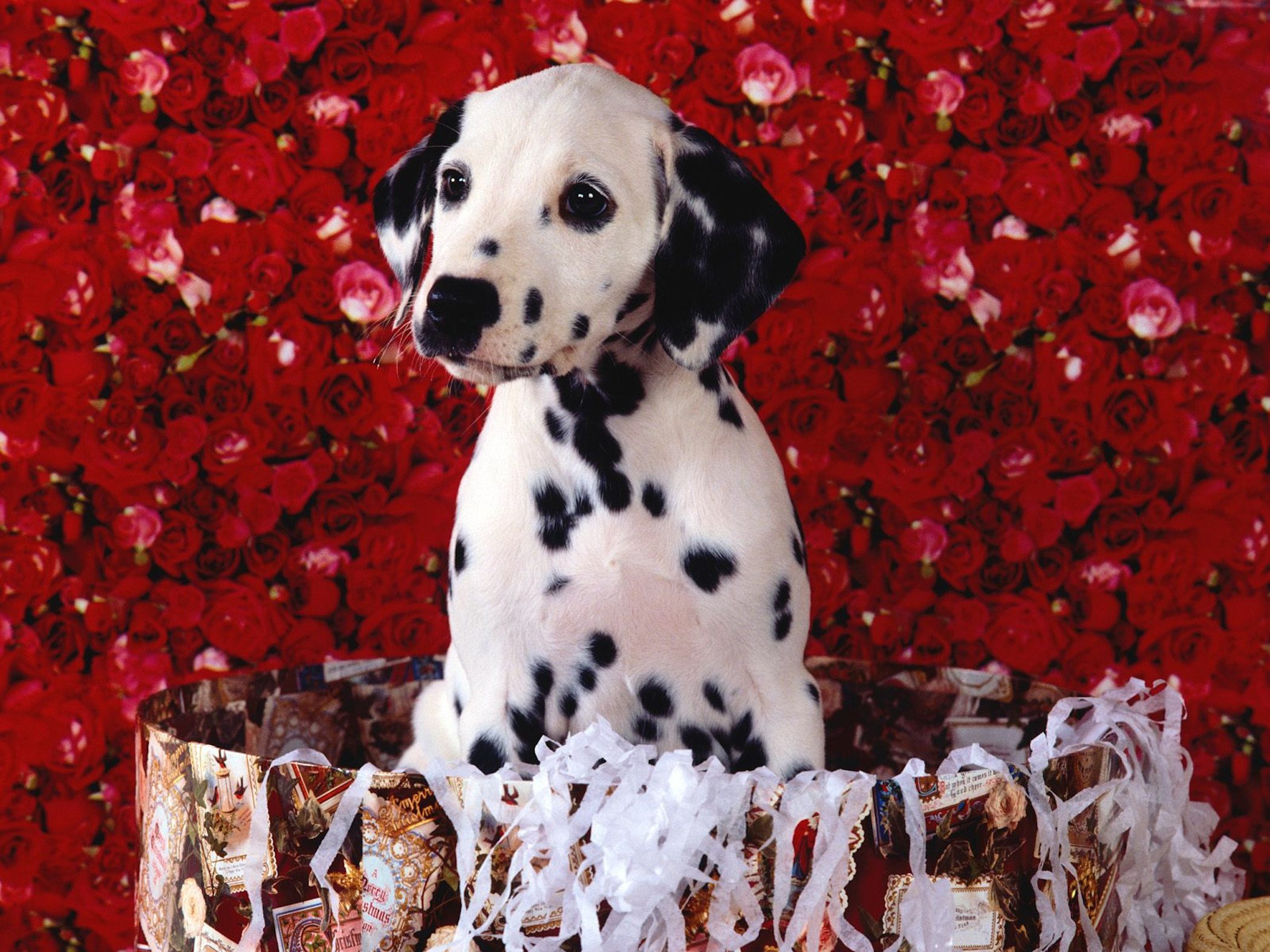 Cute Dalmatian Puppy Wallpaper Free HD Downloads
