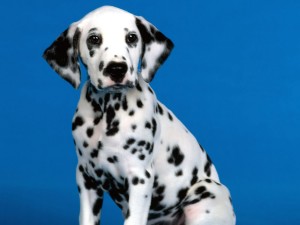 Dalmatian Dog HD Wallpaper