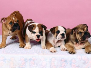 English Bulldog Wallpaper