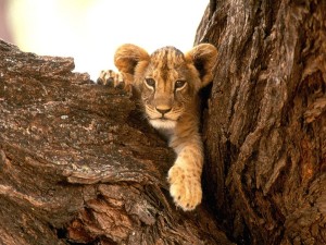 Furry Lion Cub Wallpaper