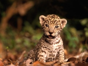 Jaguar Kitten Wallpaper