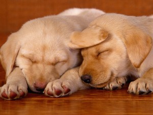 Labrador Puppies Sleeping Wallpaper