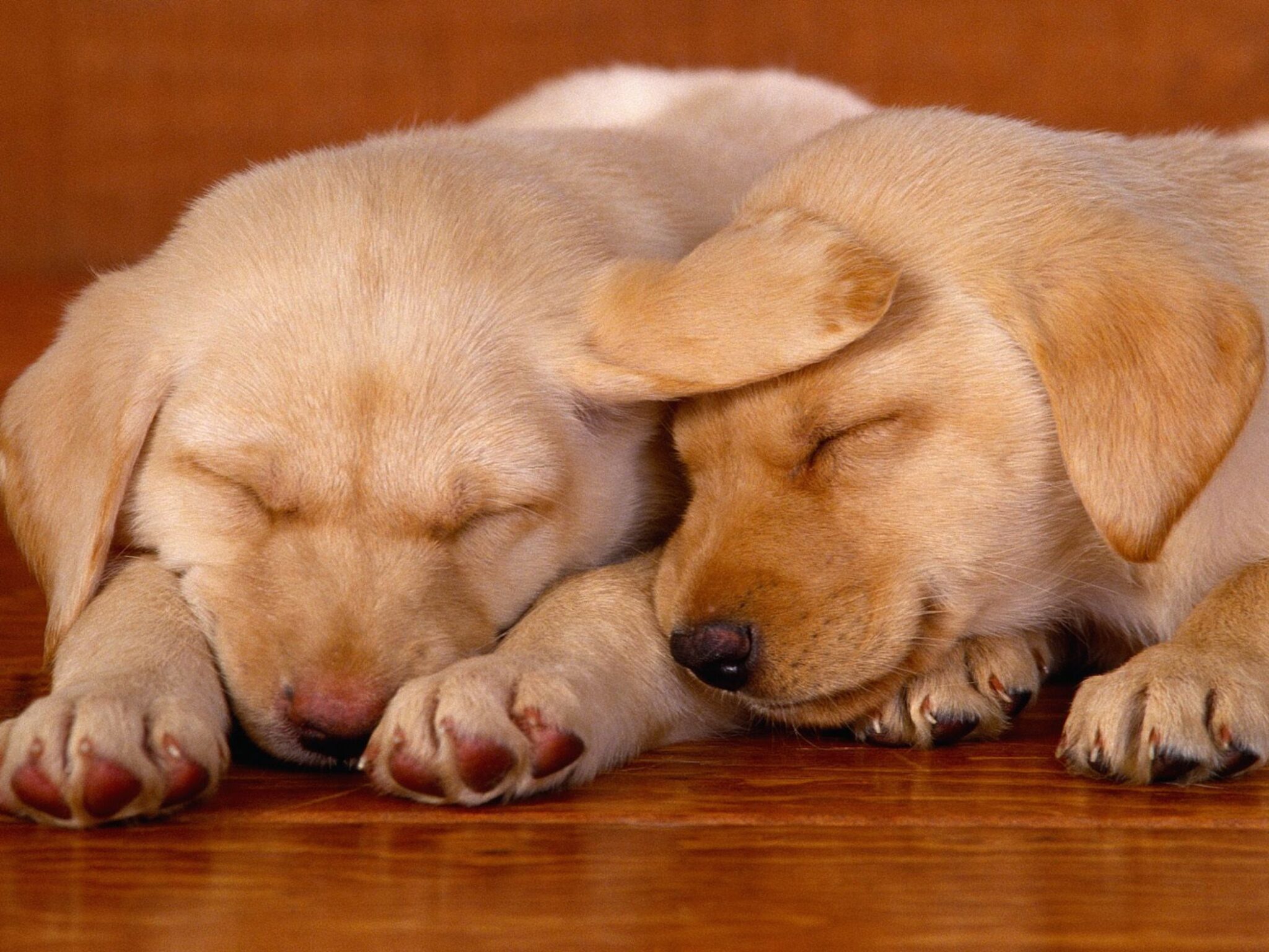 Приятно терпеть. Спящие щенки. Милые собачки.