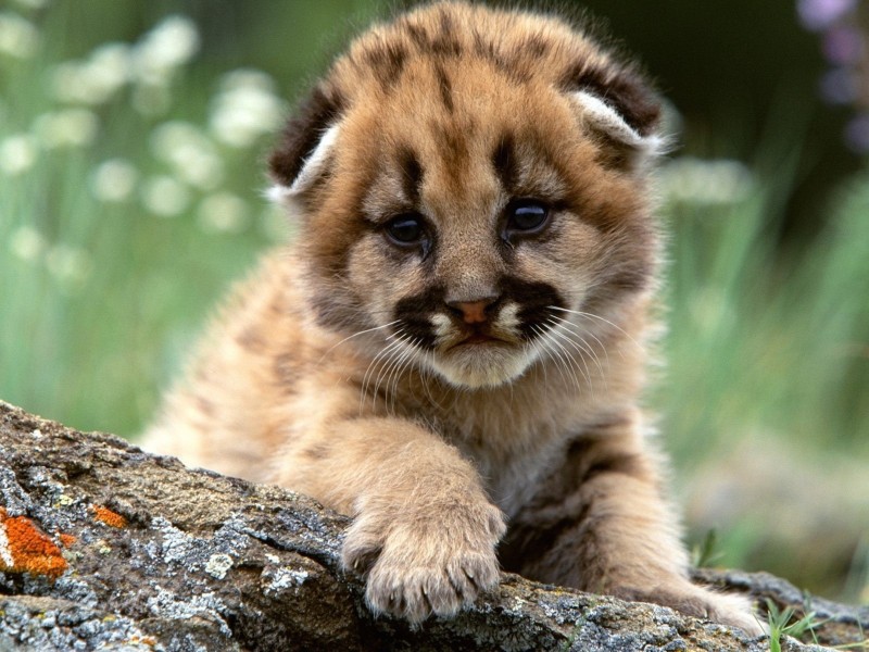 Mountain Lion Baby Cub Wallpaper