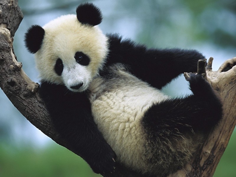 Panda Cub Sichuan China Wallpaper