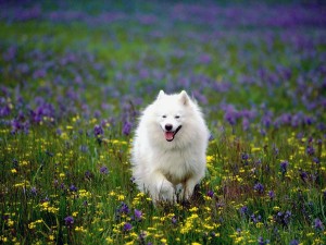 Samoyed Summer Play Wallpaper