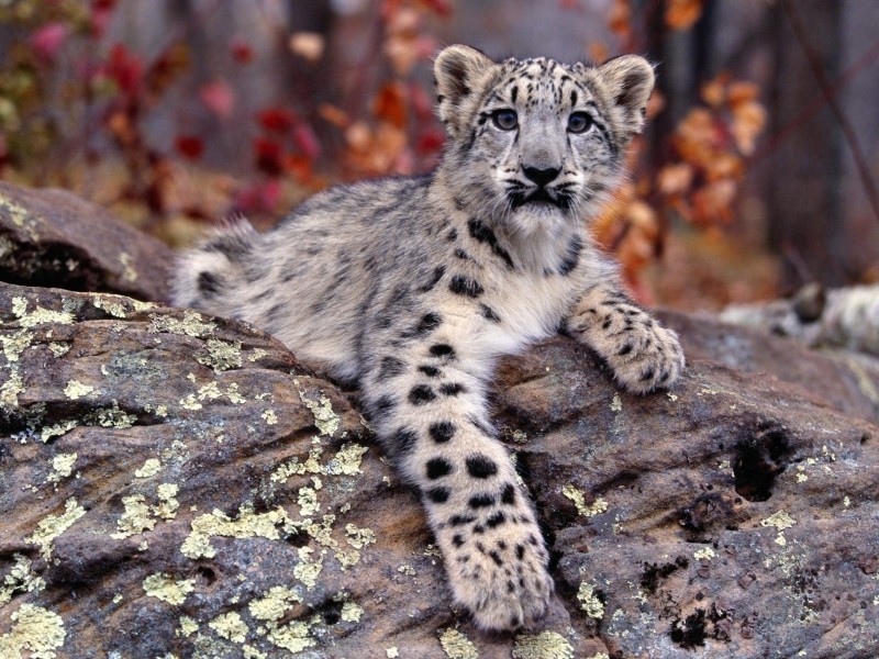 Snow Leopard Cub Wallpaper