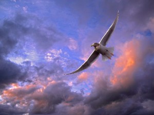 Soaring Gull, Puget Sound, Washington