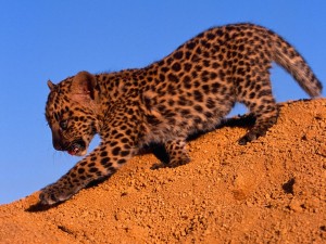 Spotted Leopard Cub Wallpaper