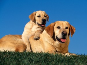 Yellow Labradors Wallpaper