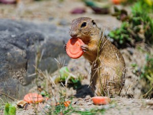 Alpine Marmot Wallpaper