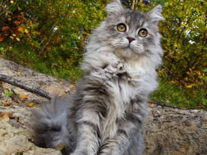 Cute Maine Coon Cat Wallpaper