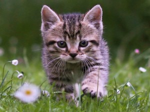 Cute Tabby Kitten Wallpaper