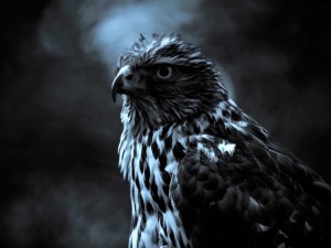 Hawk Painting Wallpaper