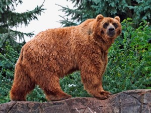 Kodiak Brown Bear Wallpaper