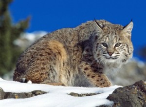 Lynx Wild Cat Wallpaper