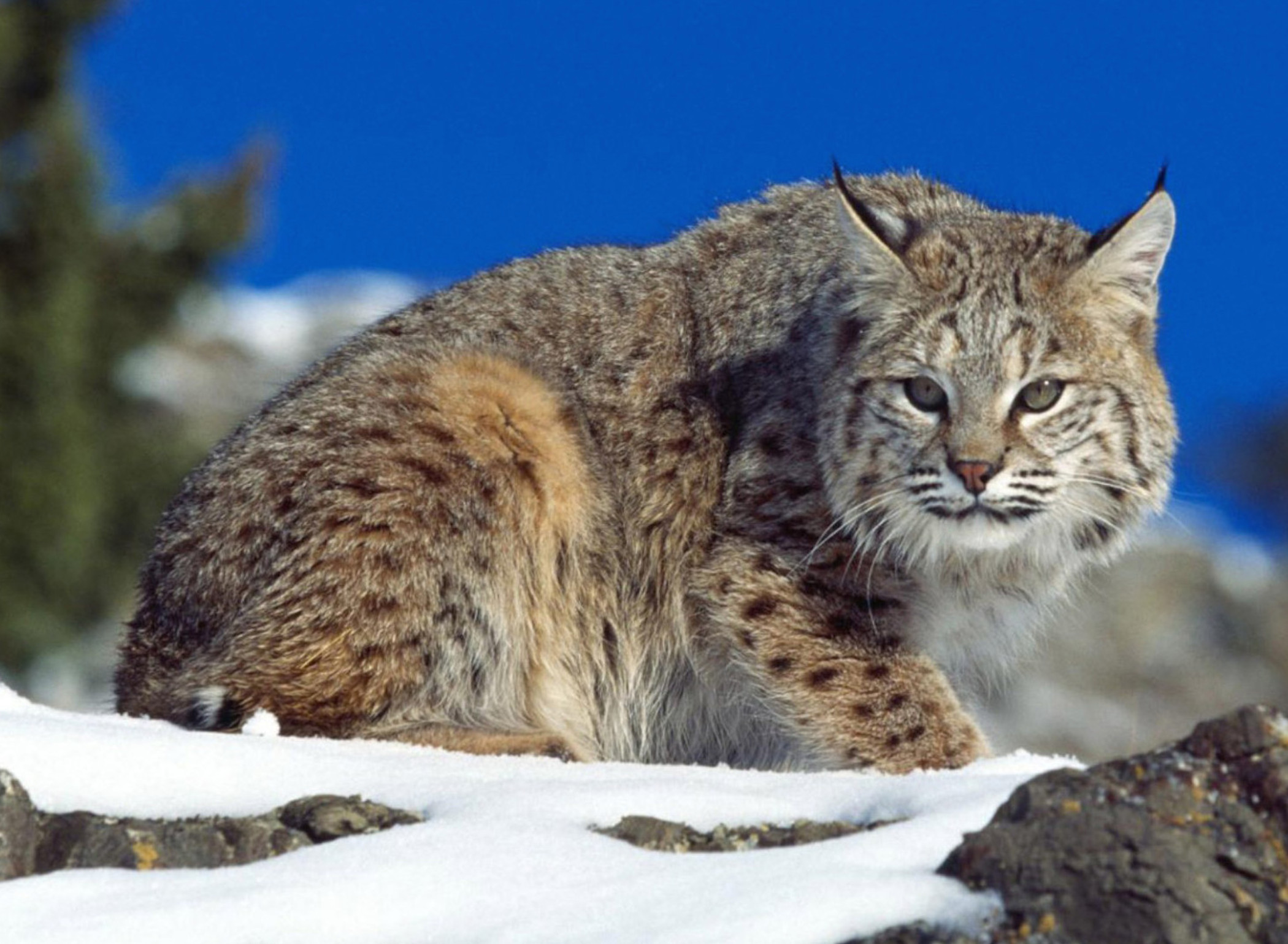Lynx Wild Cat Wallpaper | Free Cat Downloads